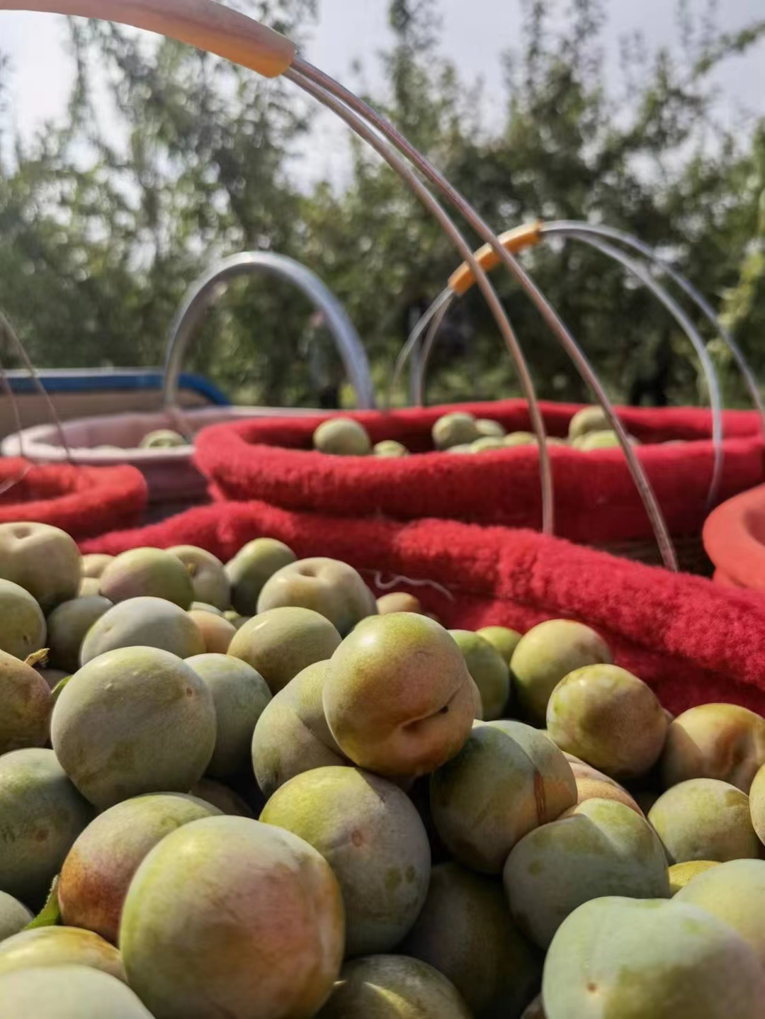 新疆杏李高货味帝龟玆龙珠（恐龙蛋）欢迎团购微商电商，新疆直发