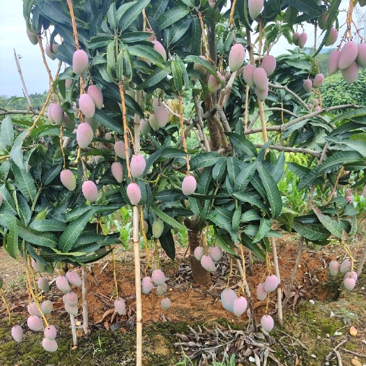 灵山县贵妃芒果苗