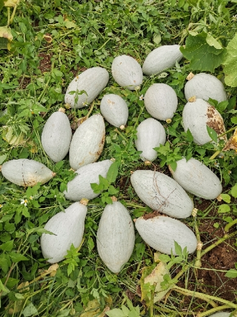 资阳【基地直供】贵族南瓜