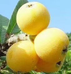 绍兴白沙枇杷苗 白荔枝枇杷苗 白玉枇杷苗，浙江基地现挖发苗