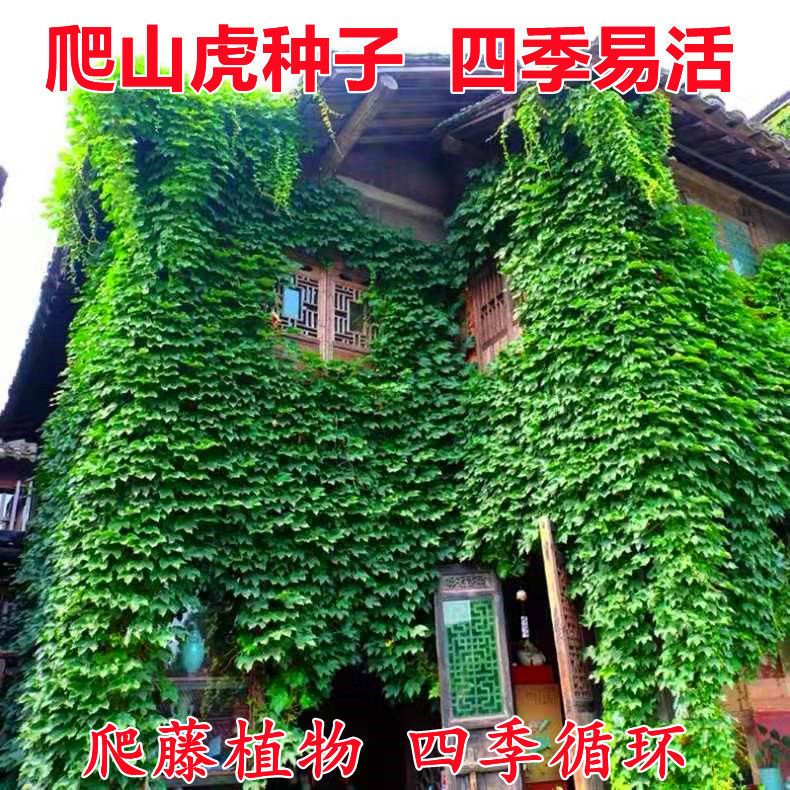 杭州新品爬山虎种子四季常青三叶地锦四季种阳台庭院爬藤观叶植物种子