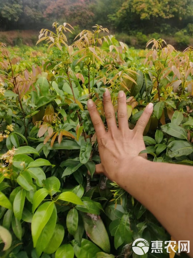 荔枝王嫁接苗海南苗圃基地直发品种带土带叶发货可盆栽地栽种植