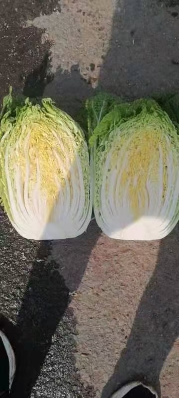 张北县玲珑黄