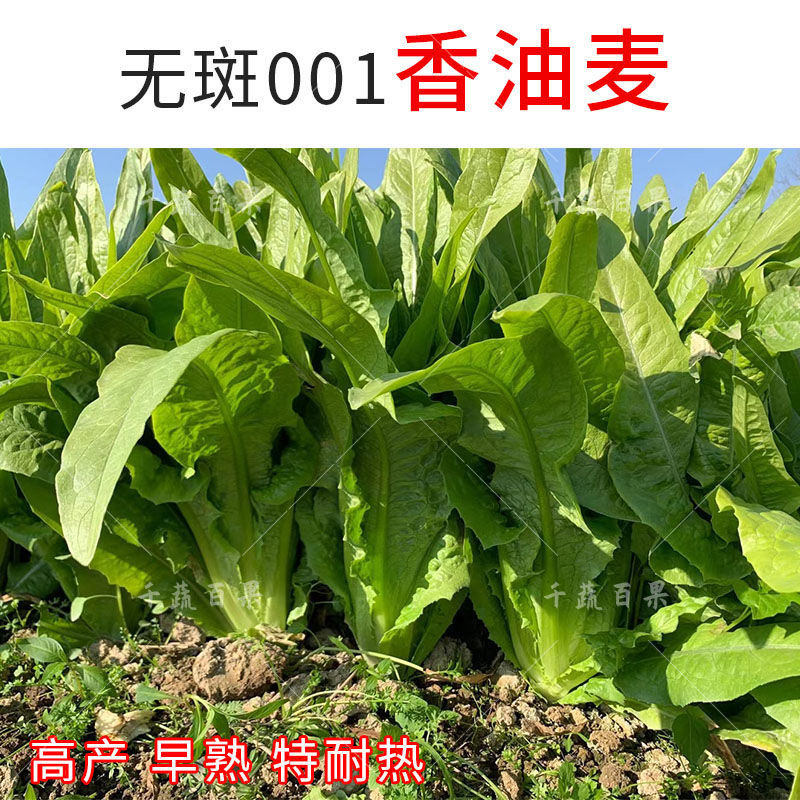 广州油麦菜种籽 油麦菜叶用莴苣油麦菜种子 抗寒耐热耐抽苔蔬菜种子