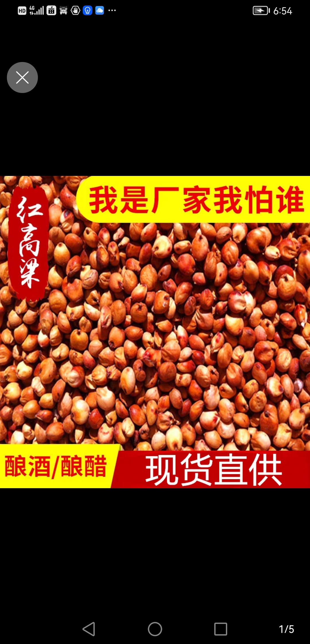 中牟县厂家直销红高粱，大颗粒的做酒磨面用