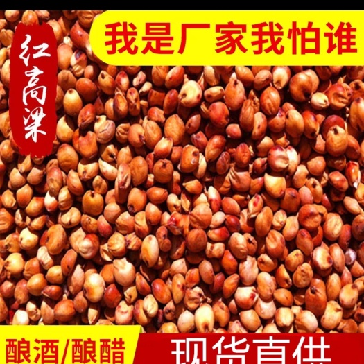 厂家直销红高粱，大颗粒的做酒磨面用