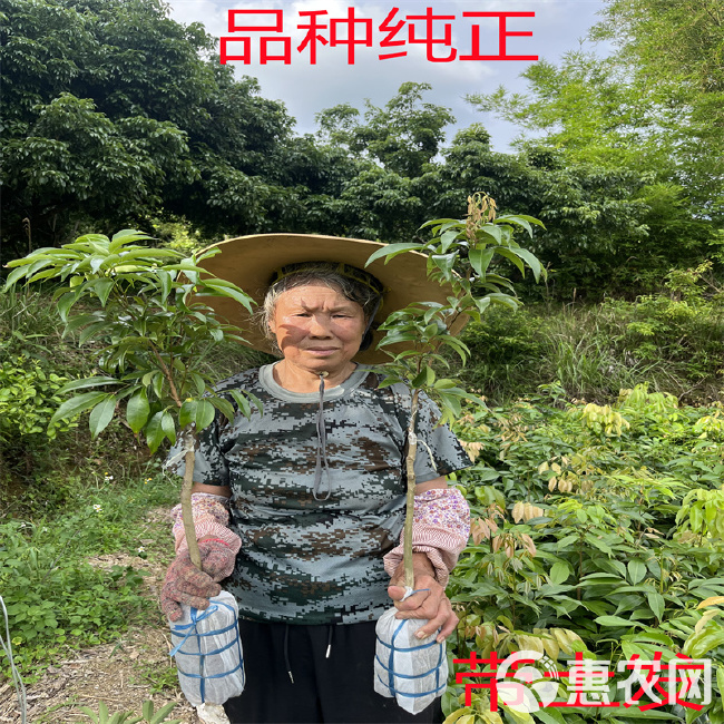 荔枝王嫁接苗海南苗圃基地直发品种带土带叶发货可盆栽地栽种植