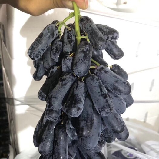 大荔县蓝宝石葡萄大量上市了，口感纯甜无籽