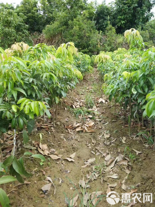 荔枝王嫁接苗海南苗圃基地直发品种带土带叶发货可盆栽地栽种植