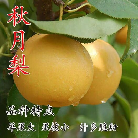 绍兴秋月梨苗，大中小苗都有，品种保证，浙江基地现挖发苗