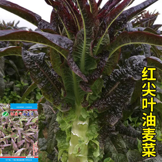 尖叶红莴笋种籽高产耐寒莴笋种子香莴苣菜种农家春秋冬季蔬菜种孑