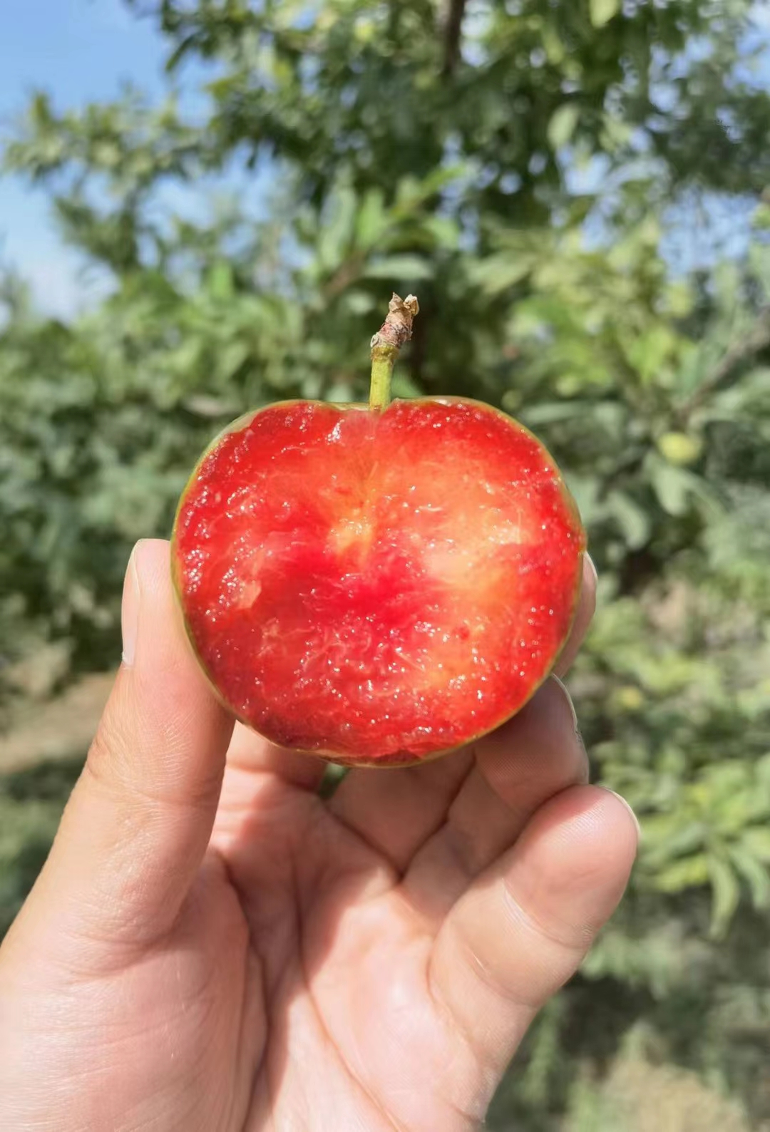 新疆杏李高货味帝龟玆龙珠（恐龙蛋）欢迎团购微商电商，新疆直发