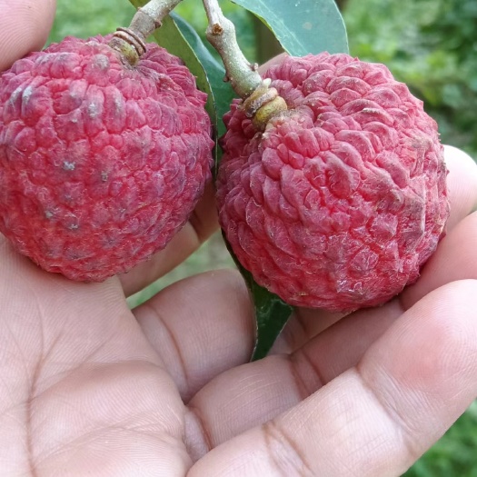 广州增城仙进奉荔枝