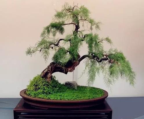 滨州柽柳树桩  三春柳