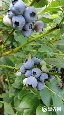 绿宝石蓝莓 云南省澄江市露天蓝莓鲜果，基地直销，绿宝石，灿烂