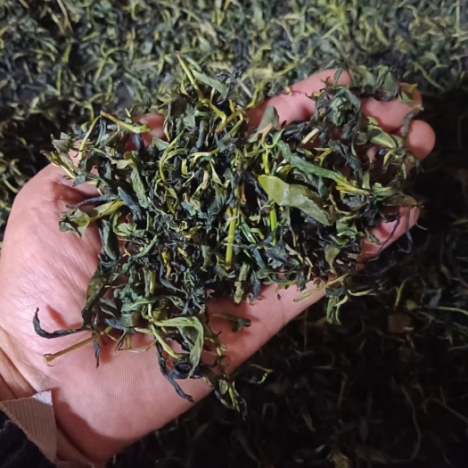深圳绿茶，头春