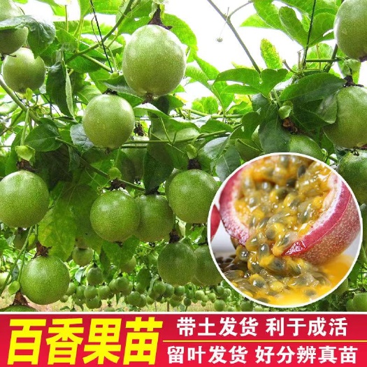 桂林【台农二号】广西百香果苗盆栽庭院阳台丘陵鸡蛋果当年结果包邮