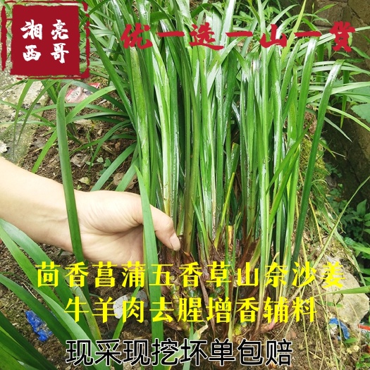 五香草，茴香菖蒲，沙姜，山奈