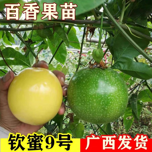 桂林【钦蜜9号】广西黄金百香果新品种嫁接苗扦插苗当年结果四季可种