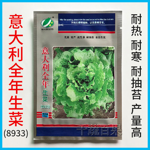 广州意大利全年生菜种子8933耐热耐寒耐抽苔高产生菜种籽四季蔬菜