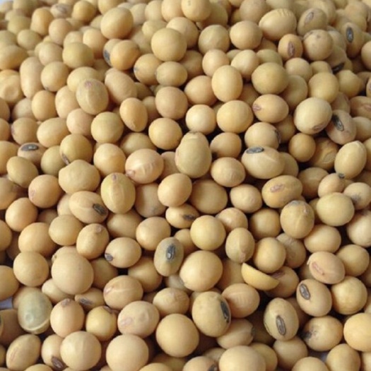 深圳俄罗斯非转基因大豆 大宗 50000吨起 CIF