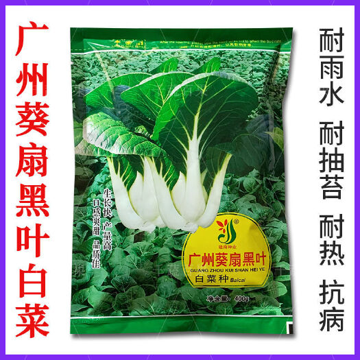 广州葵扇黑叶白菜种耐热耐雨水高产小白菜种孑四季菜种籽蔬菜种子