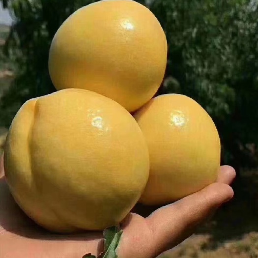 黄油桃