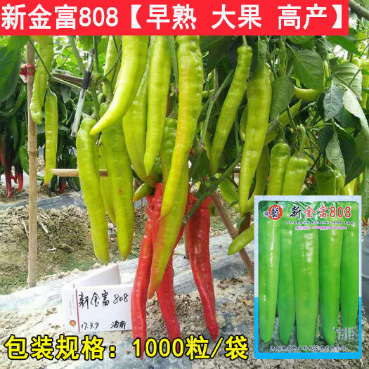 沭阳县新金富808辣椒 种子豫艺种业黄皮尖椒羊角椒1000粒春秋棚