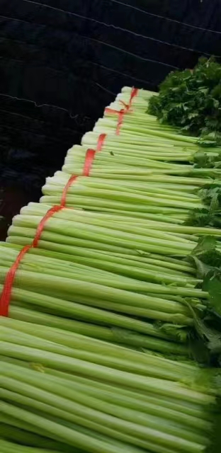 毛芹     高原夏菜，产地直销，诚信为本，欢迎各位老板至电