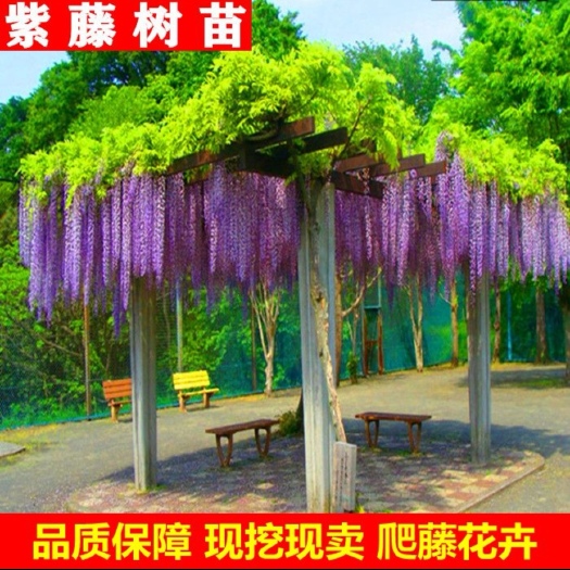临沂紫藤花树苗爬藤攀爬庭院围墙四季开花植物老桩盆栽花苗藤蔓紫藤萝