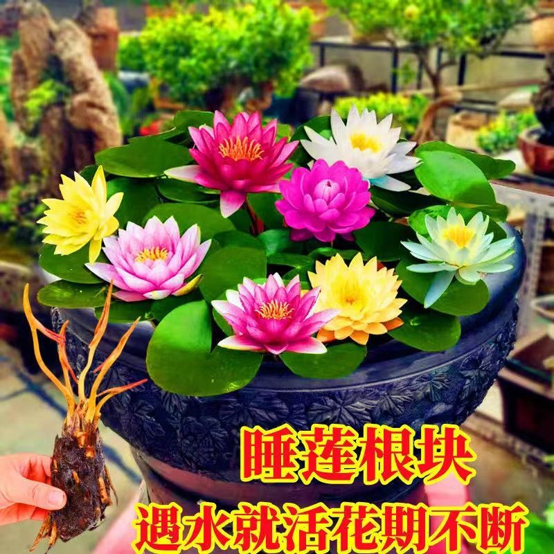 池塘睡莲花鱼缸睡莲根块带花苞四季盆栽水培植物庭院大小睡莲花苗