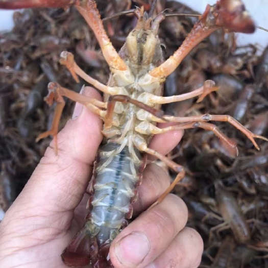 沭阳县江苏小龙虾