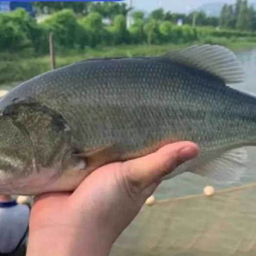 河源鲈鱼