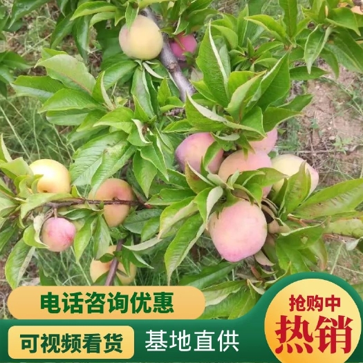 绥中县盖大李子香甜清脆可口，老少皆宜，水分充足，营养丰富