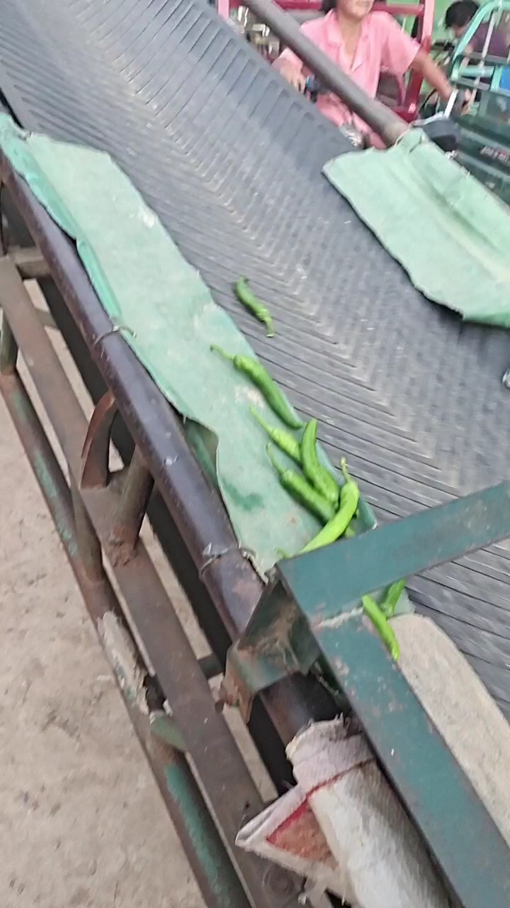 通许县青辣椒大量上市价格便宜，黄皮辣椒，小米椒，大量上市，货源充
