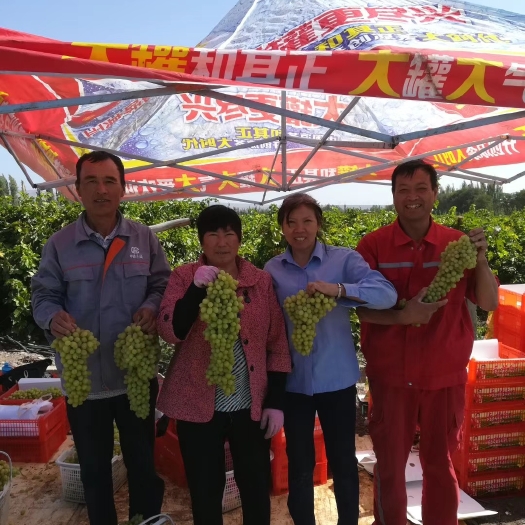 吐鲁番超级甜的吐鲁番葡萄大量上市了，原产地无核白，自家种植量大从优