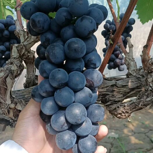 大荔县陕西渭南大荔夏黑一手货源