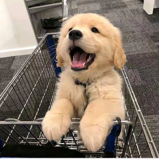 嘉祥县金毛犬，公母均有，自家养殖，疫苗驱虫齐全，包健康包落地