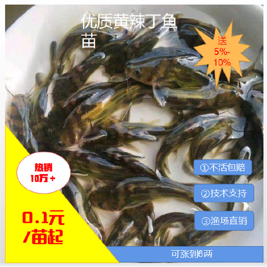 [批发】黄颡鱼苗 黄辣丁。量大从优、基地直供、免费送货上门。