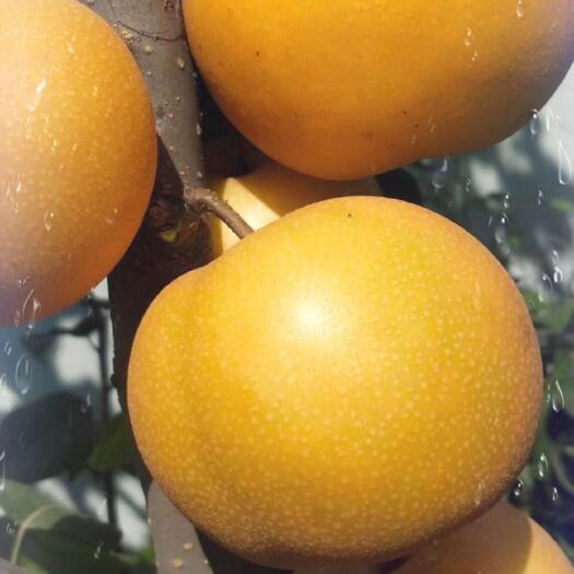 舞钢市秋月梨:酥脆爽口，有入口极化的感觉甜度高，无沙质