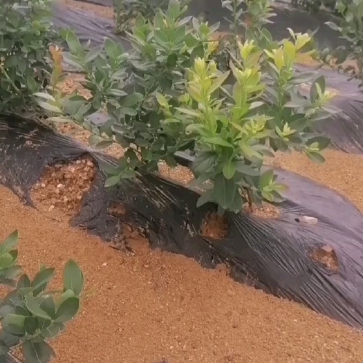 莒南县薄雾地栽一年苗