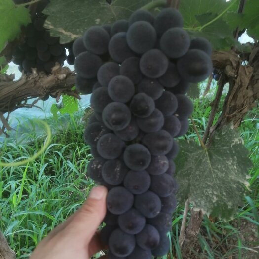 西安鄠邑区大棚早丰葡萄颗粒大色泽鲜艳甜度好