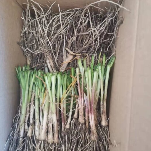 寿光市包运费！新韭菜根  现挖现发独根红韭菜苗阳台香韭四季盆栽