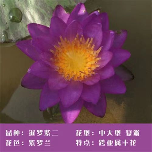 池塘睡莲花鱼缸睡莲根块带花苞四季盆栽水培植物庭院大小睡莲花苗