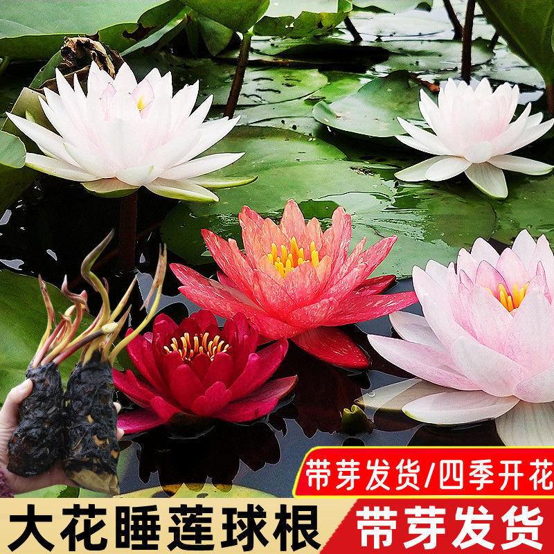 池塘睡莲花鱼缸睡莲根块带花苞四季盆栽水培植物庭院大小睡莲花苗