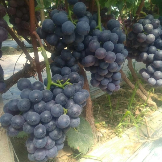 威县河北威县博鑫水果种植专业合作社：万亩葡萄基地马上上市