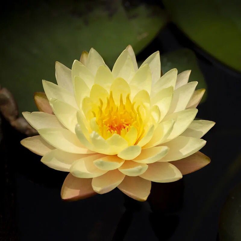 池塘睡莲花鱼缸睡莲根块带花苞四季盆栽水培植物庭院大小睡莲花苗