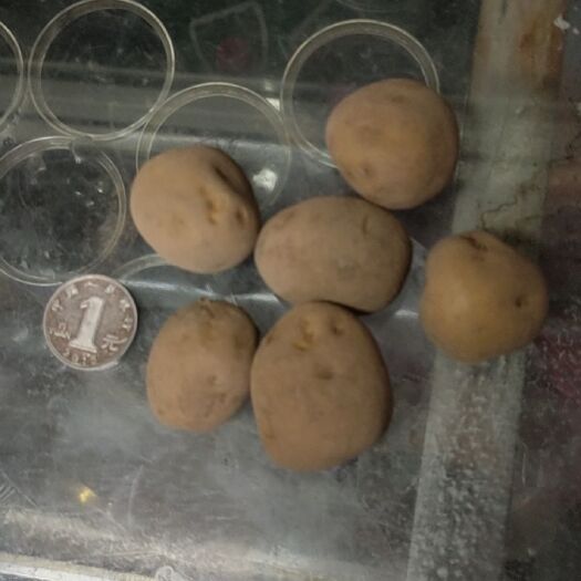 五峰县道地原生土豆马尔科。可按要求筛选。现货为5克到350克之间