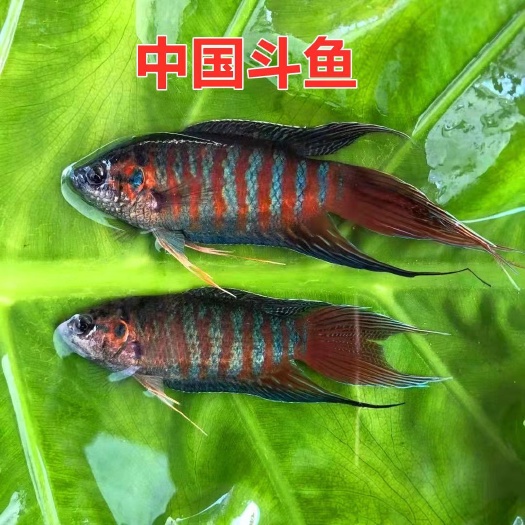 揭西县大普出售苗子，渔场直销一手货源，欢迎电商洽谈合作