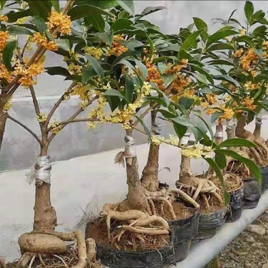 临沂流苏树苗流苏树嫁接桂花砧木庭院景观树花朵雪白色浓香型植物树木